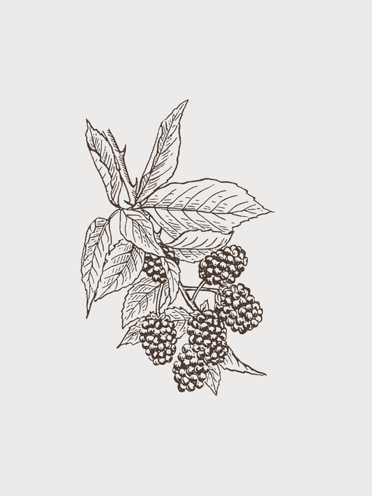 BLACKBERRY DARK BALSAMIC VINEGAR